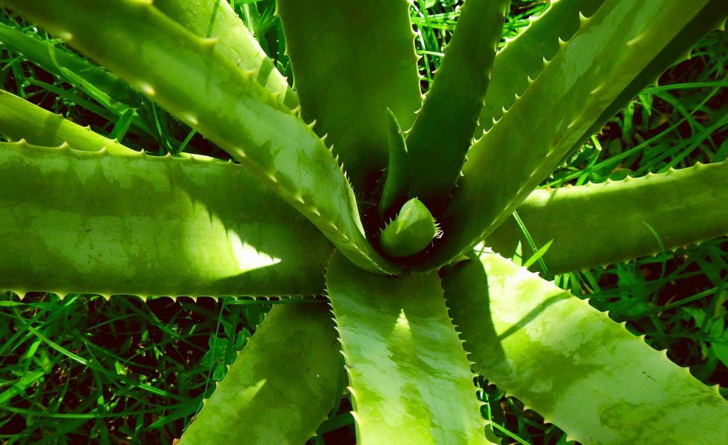 beauty benefits of Aloe vera